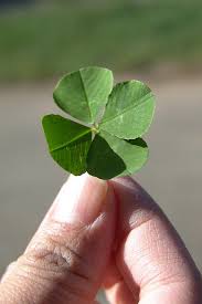 four leaf clover