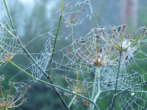best spiderwebs