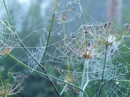 best spiderwebs