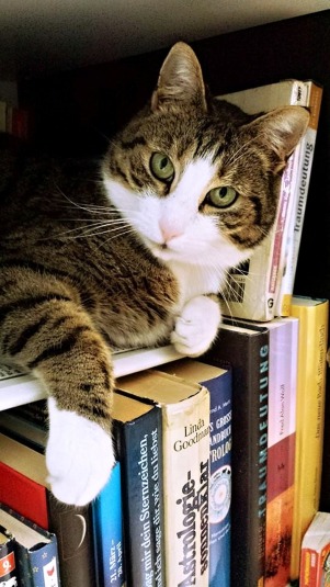 cat in literature